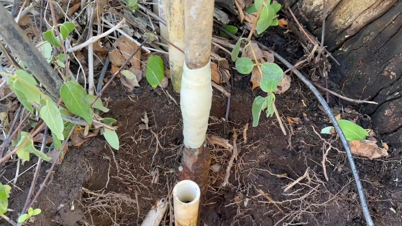A vertical pipe with a pale wrap rising out of soil among plant roots and leaves
